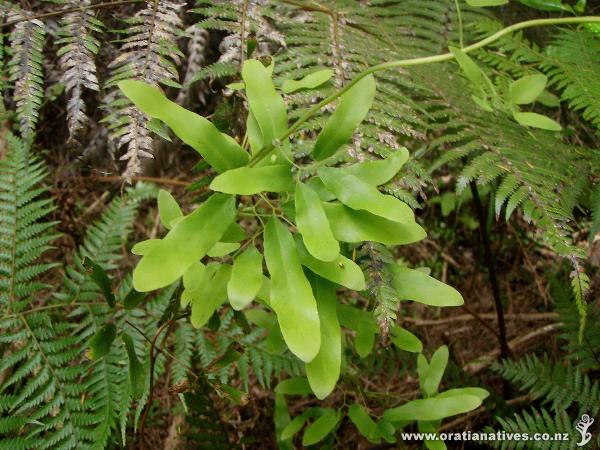 Waitaia Track, Kuaotunu, Coromandel