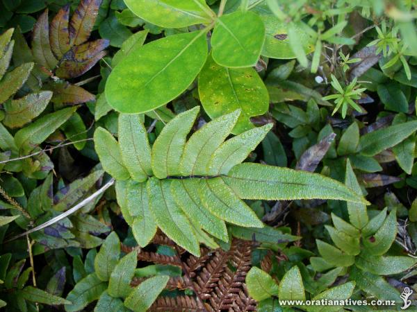 Juvenile frond, Waitakere Ranges