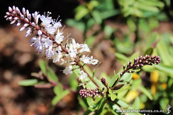 Waitakere Rock Hebe in flower
