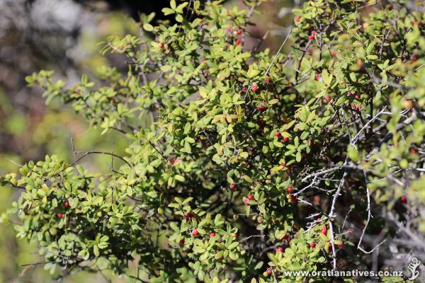Soft Mingimingi shrub growing on the coast at Omapere, Hokianga