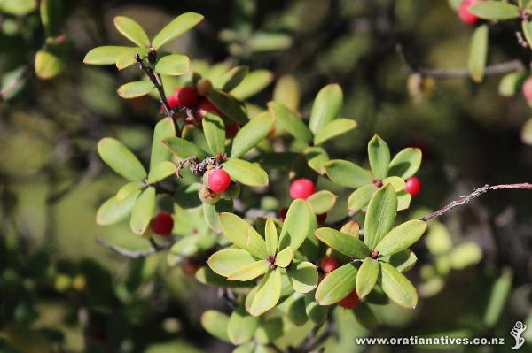 Soft Mingimingi close up of foliage and berries, Omapere, Hokianga