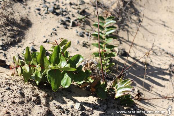 Tutu growing in harsh conditions on Hokiangas South Head