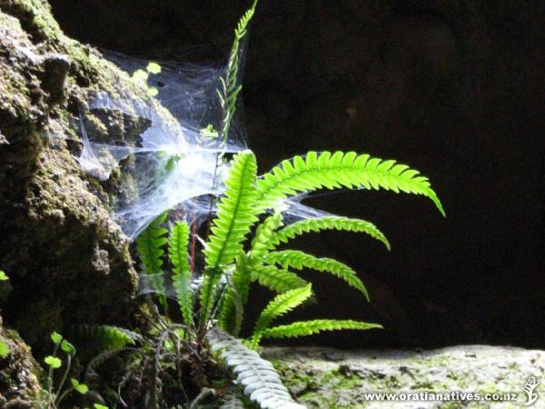 Spiders sold separately.