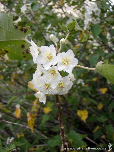 Hoheria glabrata in flower on west side of Routeburn Track.