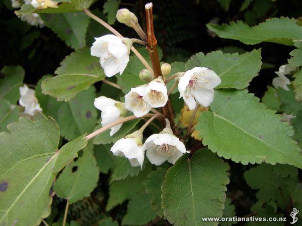 Hoheria glabrata in flower on west side of Routeburn Track