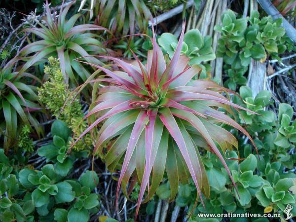 Above the bush line on the Routeburn Track.