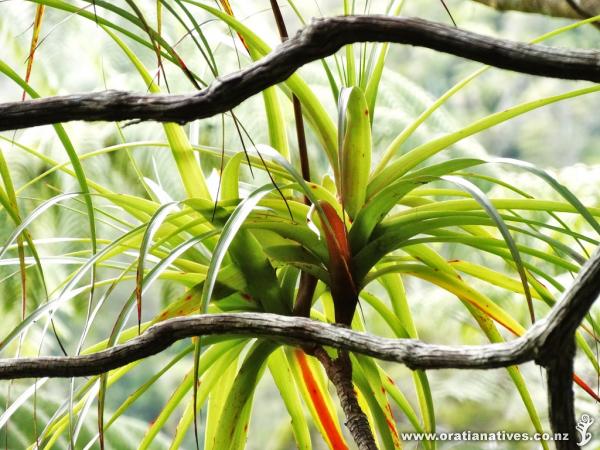 Neinei - Home Track, Piha. Always nice to find these in kauri forest.