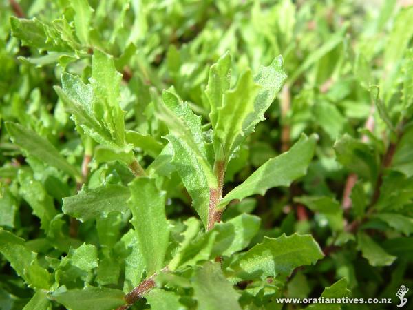 Centipeda aotearoana, a NZ endemic and close relative to C. minima.