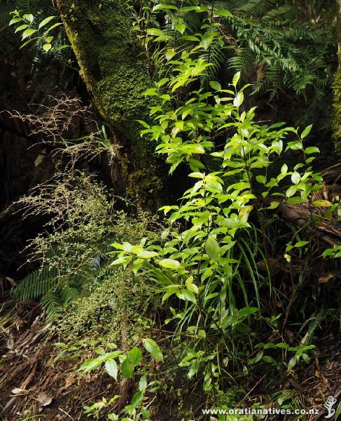 Hangehange's lighter shade of green contrasts with the darker greens of most of NZ's forest trees.