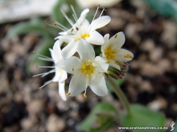 Ourisia flowers open progressively over many weeks.