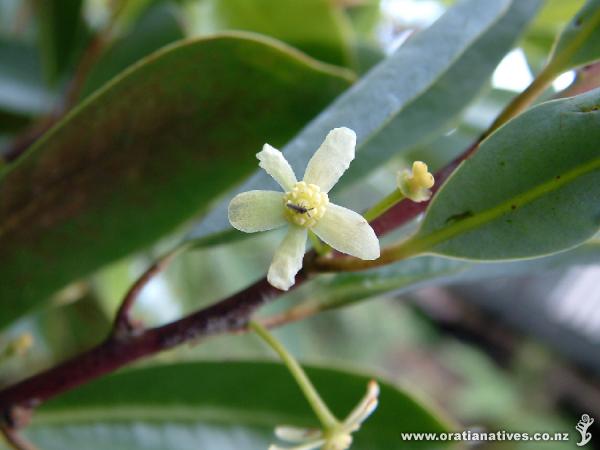 One of the most primitive structures of all flowering plants.