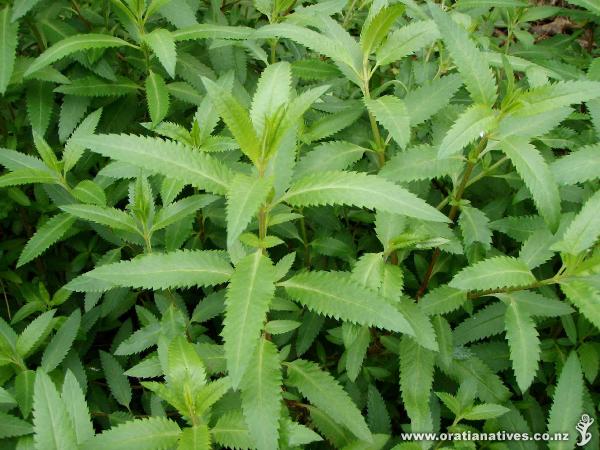 Haloragis erecta on Oakley Creek.