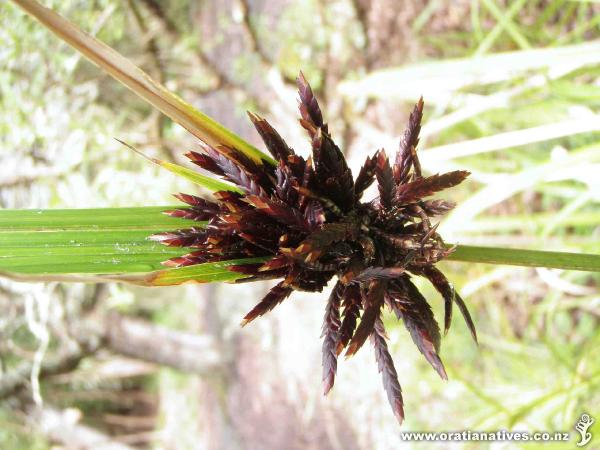 Young seed head, Oakley Creek.
