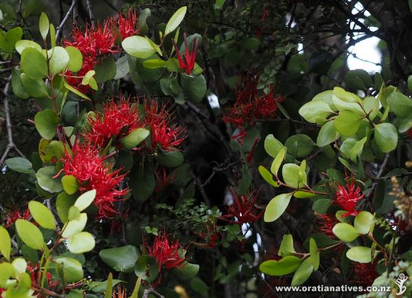 Nothofagus menziesii is the host plant for the mistletoe, Peraxilla colensoi. This plant was one of several adorning beech trees along a roadside in the Catlins in January.