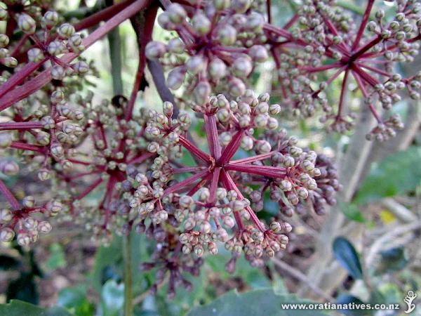 Female flower buds - Oakley Creek