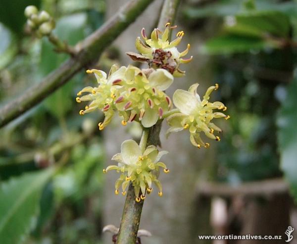Laurelia novae-zelandiae flower, Oakley Creek, Auckland