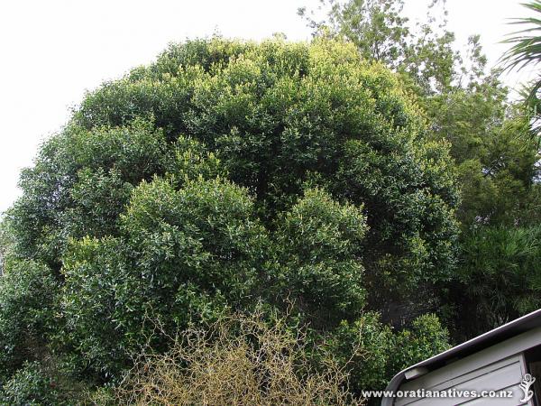 15 year old (approx) Bartletti growing as a Specimen Tree at Fernglen Gardens, Auckland. (12Oct2014)