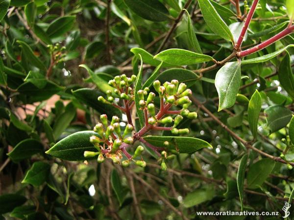 Bartletti flower buds close-up 2 weeks later (26thOct2014), getting closer.