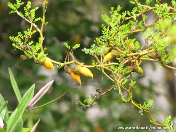 These are pretty when in flower! (from 24Oct2014, Fernglen Gardens)