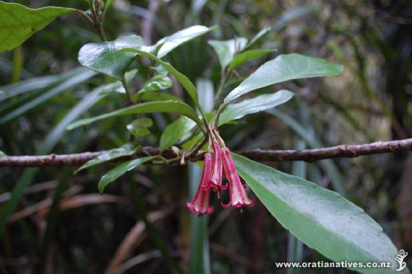 In Flower on the Fletcher track, Karamatura, Huia
28 Sept 2014