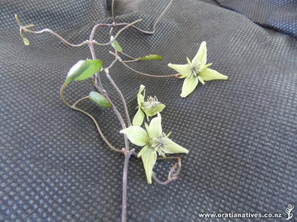 Clematis Petriei