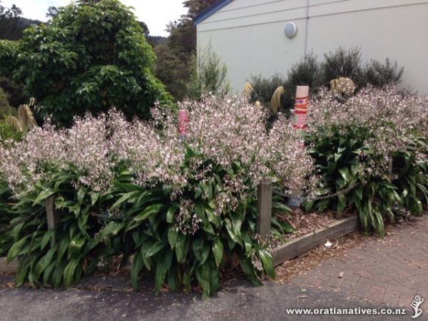 Stunning display at Kaurilands School, Titirangi