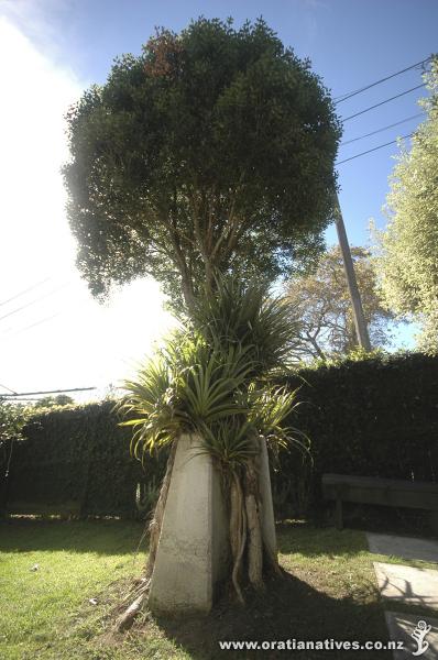 M.bartlettii growing on specifically designed macro bonsai plinth to display sculptural root formations. Birkenhead, Auckland.