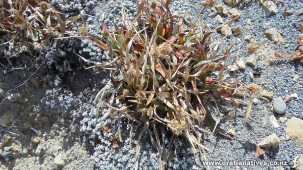 A wind and salt battered specimen on the South Wellington Coast