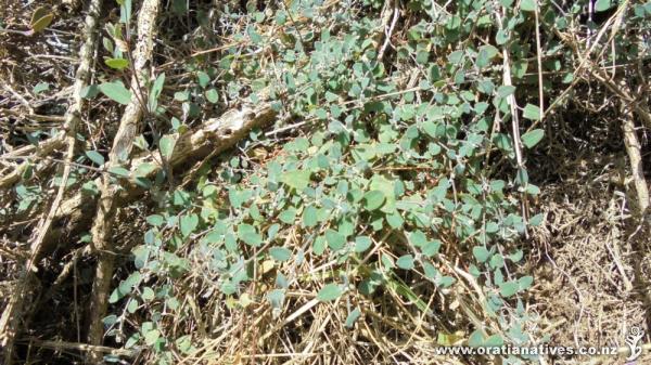 Renamed Chenopodium triandrum