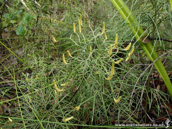 Lycopodium deuterodensum with strobili, Maungaroa Ridge Track, Waitakere Ranges