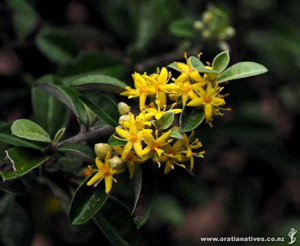 The mid-sized leaf shows its hybrid nature - a cross between C. cotoneaster with tiny leaves and C. buddleioides with long narrow ones.