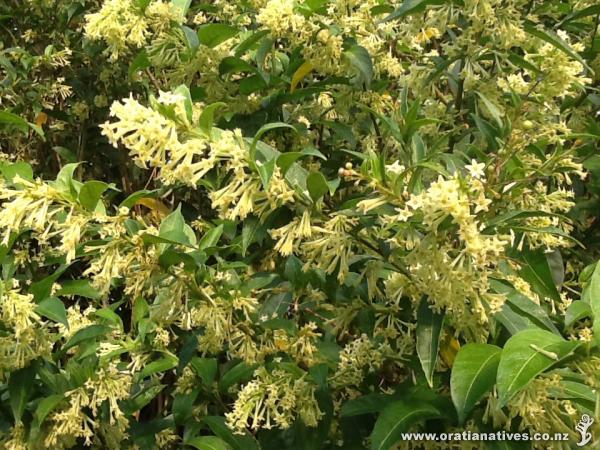 found around whangarei area. Is this Alseuosmia?

Reply:
NO, No, No This is a bad weed called Queen of the night. Cestrum nocturnum. Yes it has an equally amazing scent as Alseuosmia but it is a tropical plant that is a pest in New Zealand. Please do not plant it as every flower develops into seeds which are spread by birds.