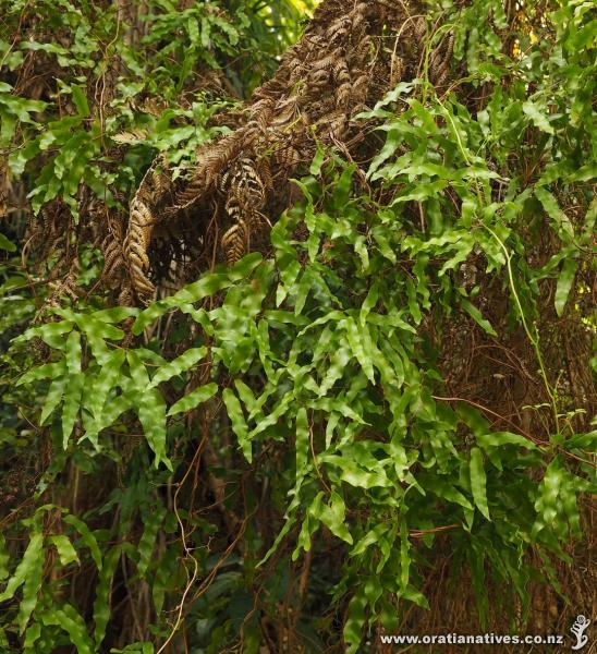 Capable of forming a wall of shiny leaves, mangemange often looks more like a lush vine than a fern.