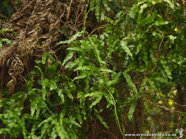 Capable of forming a wall of shiny leaves, mangemange often looks more like a lush vine than a fern.