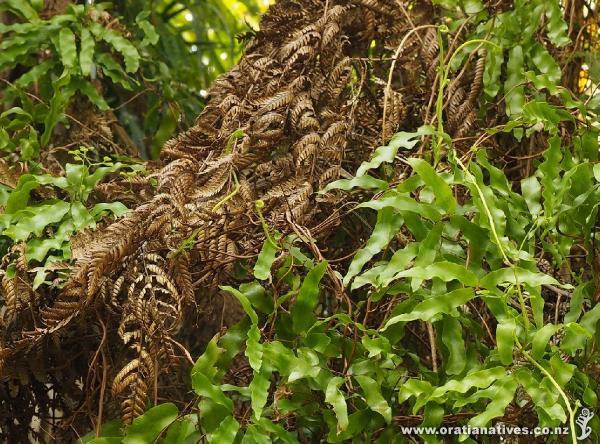 The new shoots of the fern are making good use of the dead frond as a scaffold.