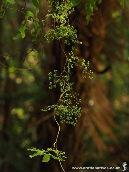 The delicate tracery of the fertile fronds.