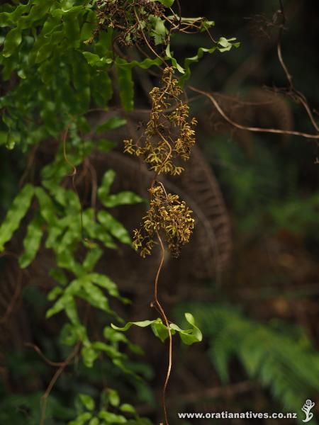 Ready to release their spore - the fertile fronds at maturity.