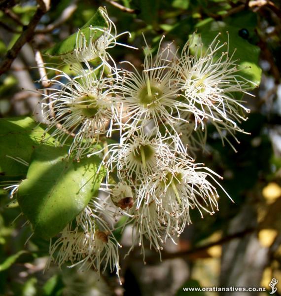 Flower cluster, by the Wairaka Stream, Unitec (Mt Albert Campus).