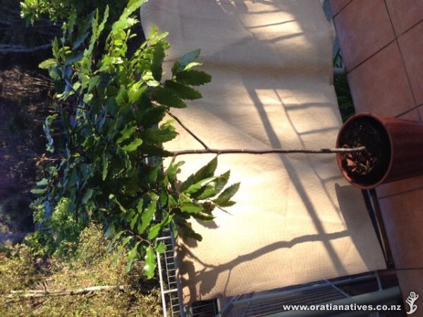 Hoping this will be happy in a big(ger) pot as a screening plant. Wish me luck!