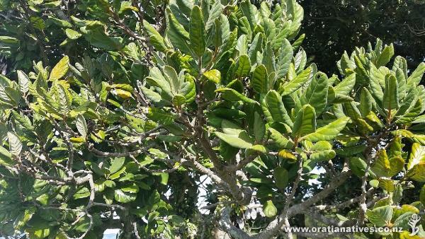 Foliage of a Tarairi Tree at Duder Regional Park in Whitford