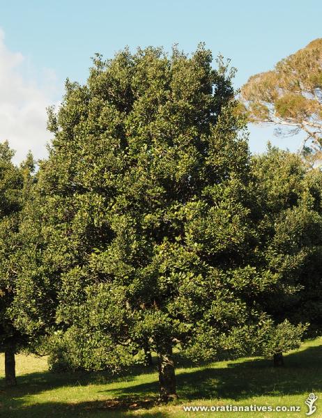 One of many planted in Cornwall Park, Auckland, along the motorway end of Greenland Road.