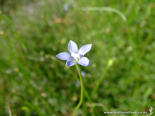 Harebell in flower