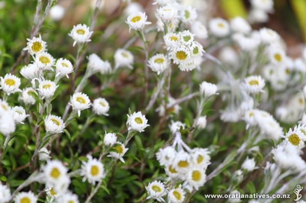 Anaphalioides bellidioides in full flower, growing happily in a wind-swept and sunny site in the Western Hills of Lower Hutt