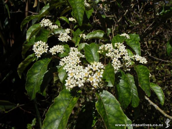 Titirangi: 7 November 2015