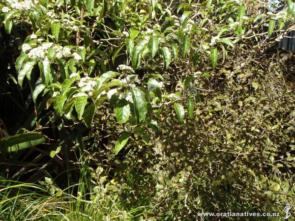 Putaputaweta in flower, showing juvenile and adult foliage on the same plant. Titirangi; 7 November 2015