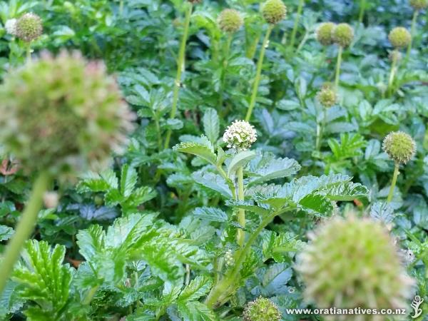 This plant makes a great ground-cover where there's a bit of extra moisture you need mopping up. Awesome foliage, a bit Seuss-like in appearance, and if you trim the flower heads before they turn into hooks the annoyance of them getting everywhere is removed! (Nov2015)
