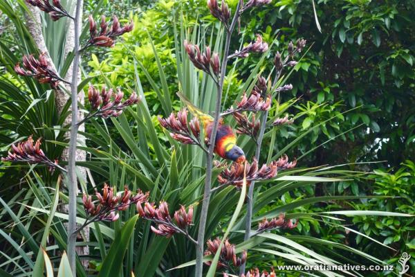 Rainbow Lorikeet enjoying breakfast at Royal Botanic Gardens Melb this morning..