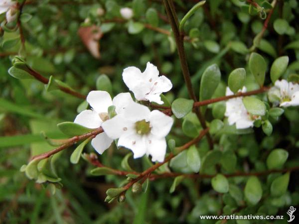 Tahuna Torea, Auckland