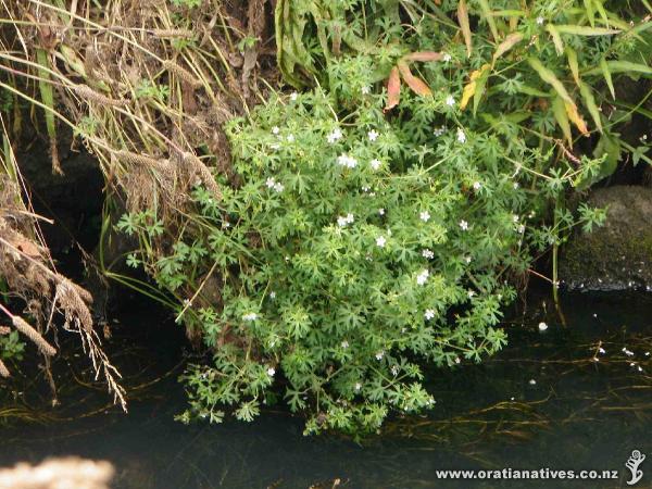 Oakley Creek Te Auaunga, Alan Wood Reserve, Auckland - 2010.