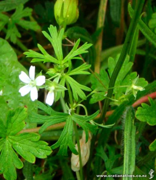 Oakley Creek Te Auaunga, Alan Wood Reserve, Auckland - 2010.